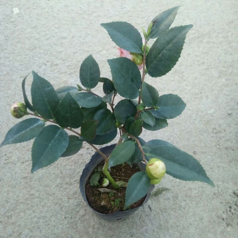 茶花树30~50cm