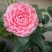 茶花树30~50cm