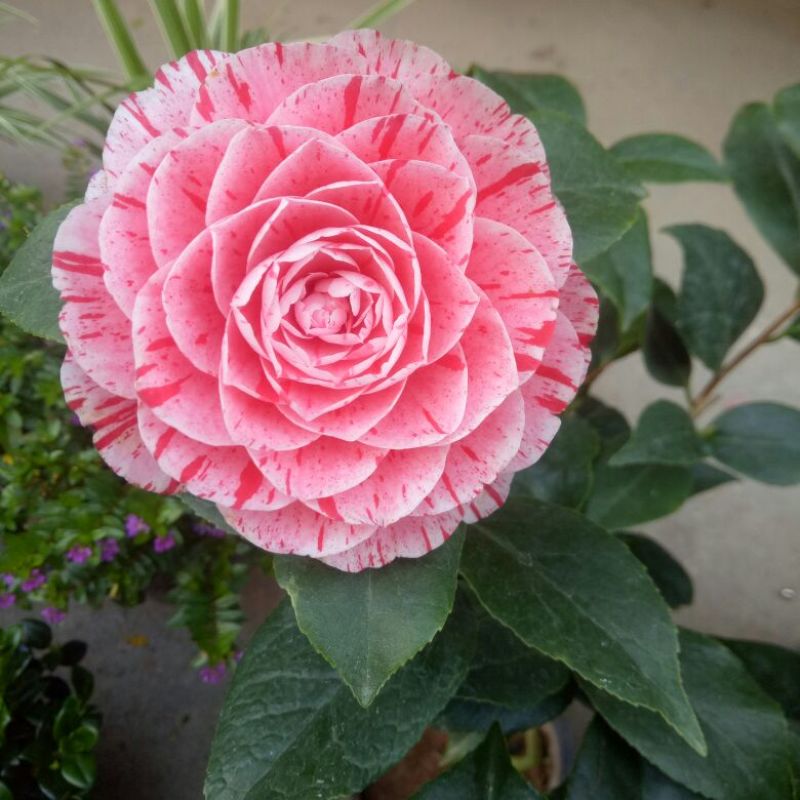 茶花树30~50cm