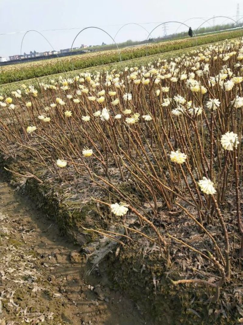 结香花价格低无中介