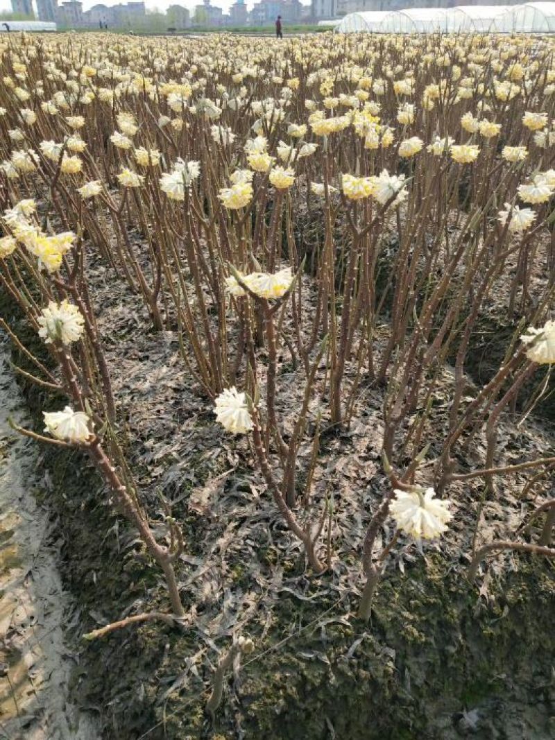 结香花价格低无中介