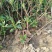 结香花价格低无中介