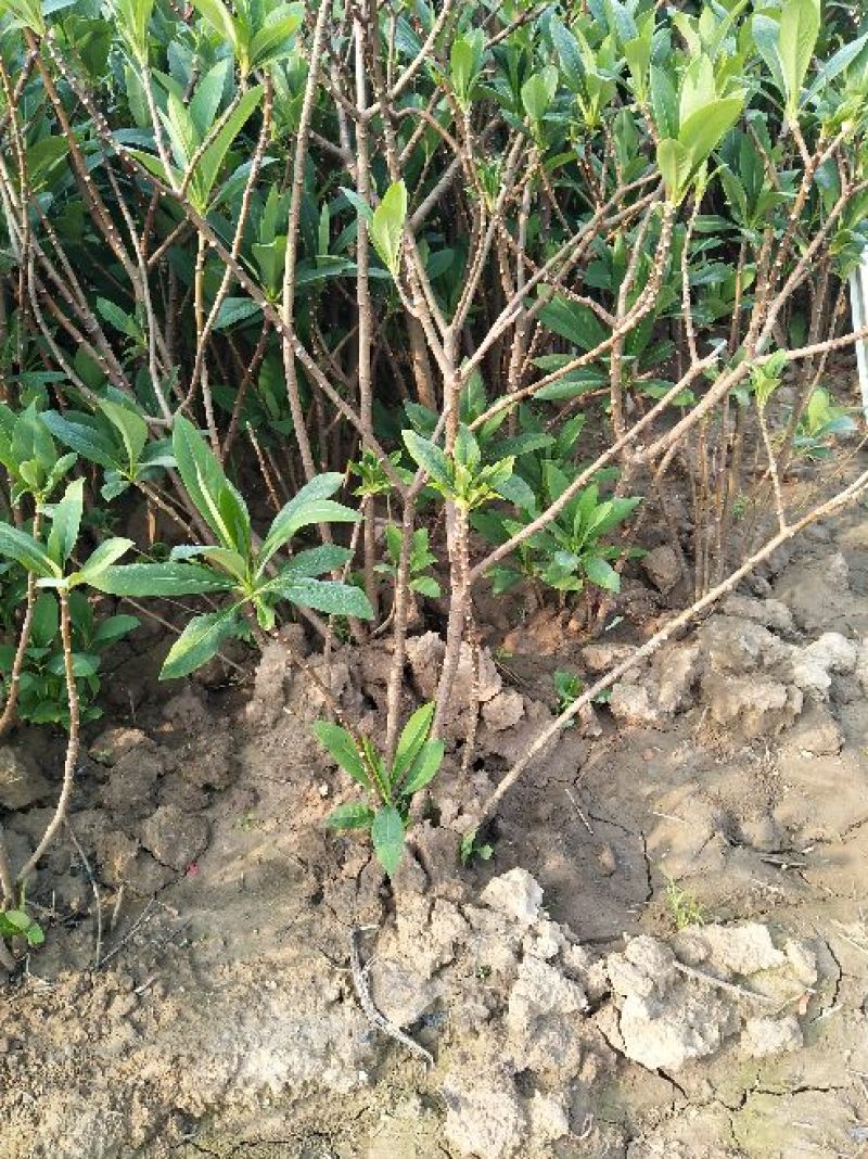 结香花价格低无中介