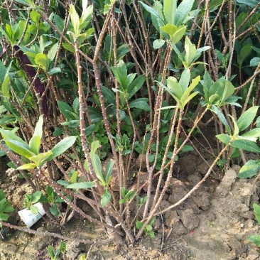 结香花价格低无中介