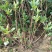 结香花价格低无中介