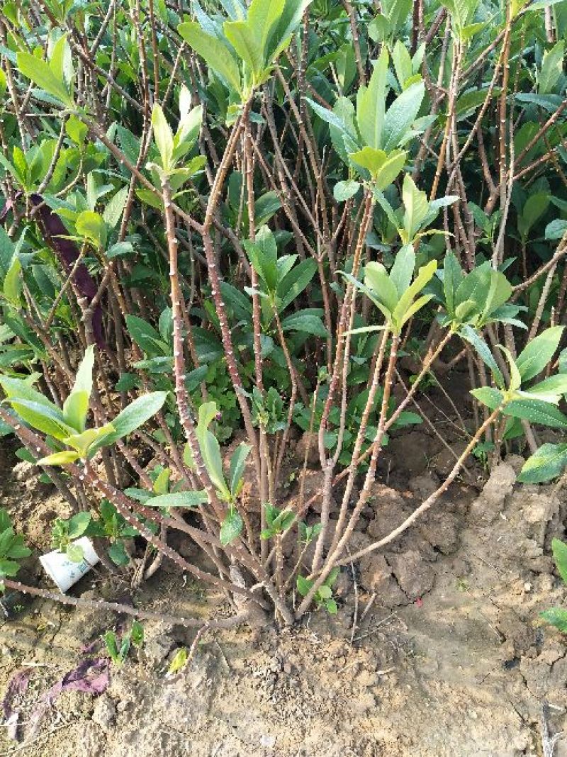 结香花价格低无中介