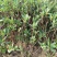 结香花价格低无中介