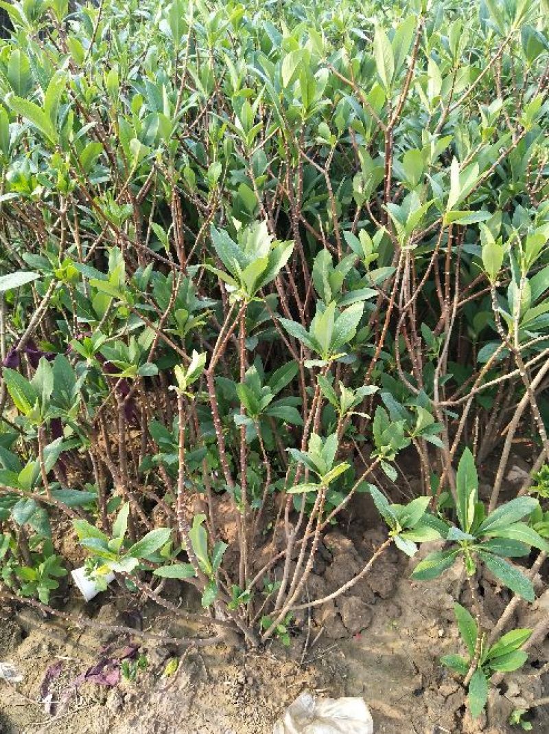 结香花价格低无中介