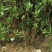 结香花价格低无中介