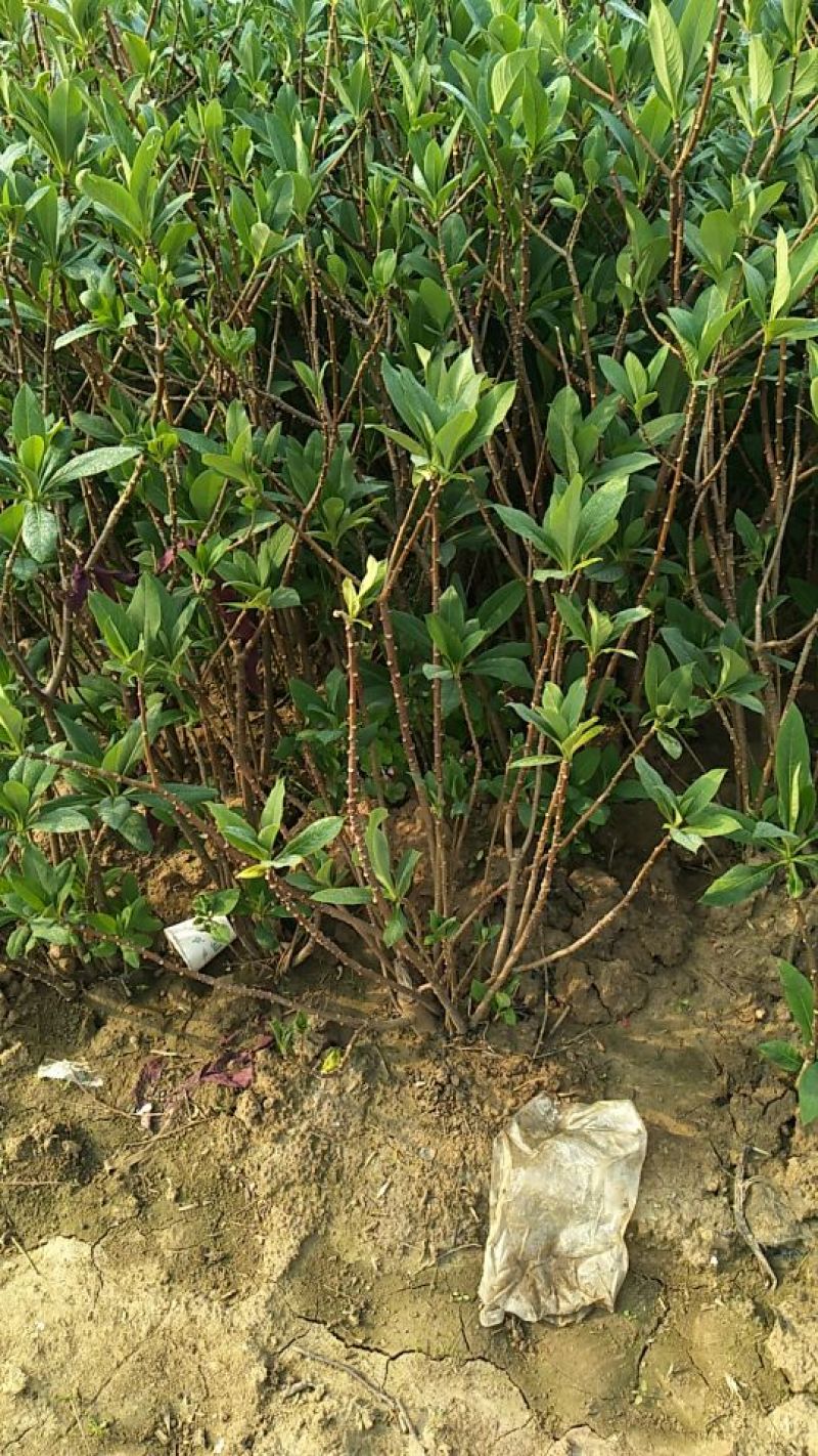 结香花价格低无中介