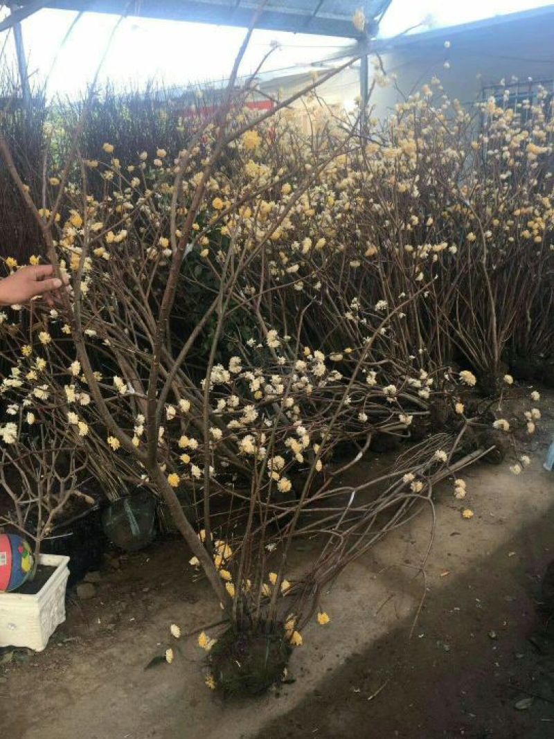 结香花价格低无中介