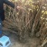 结香花价格低无中介