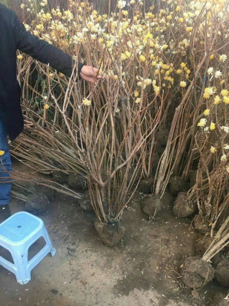 结香花价格低无中介