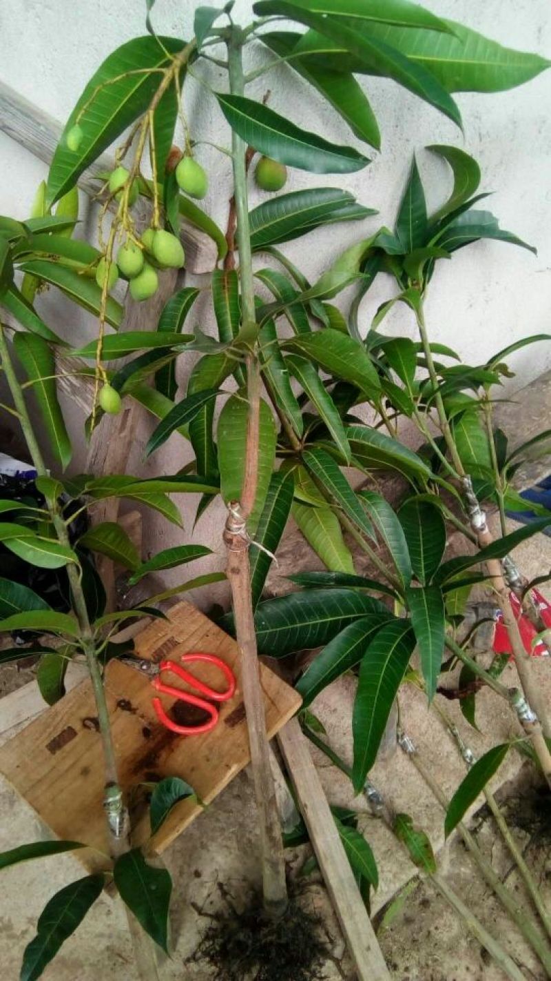 芒果苗1~1.5m