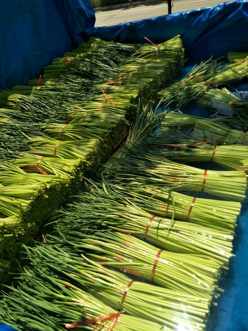 蒜薹精品40~50cm质量好，电商货直发