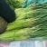 蒜薹精品40~50cm质量好，电商货直发