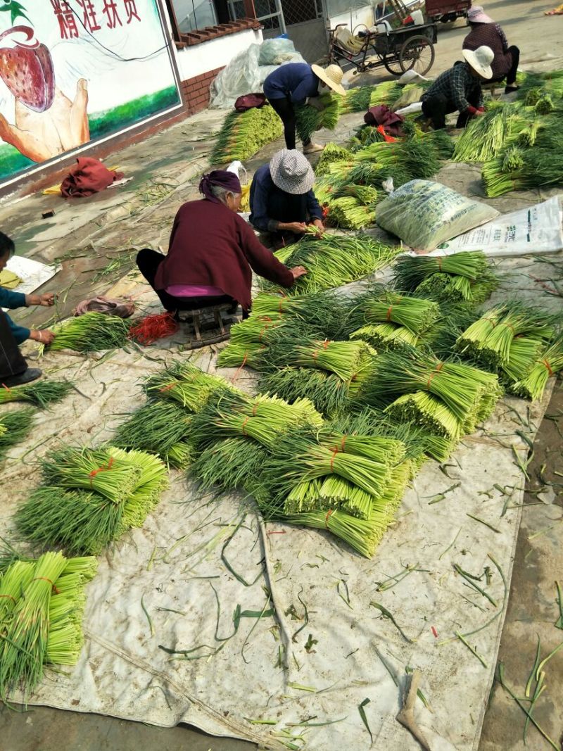 蒜薹精品40~50cm质量好，电商货直发