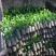 1号菠萝蜜苗稿接树