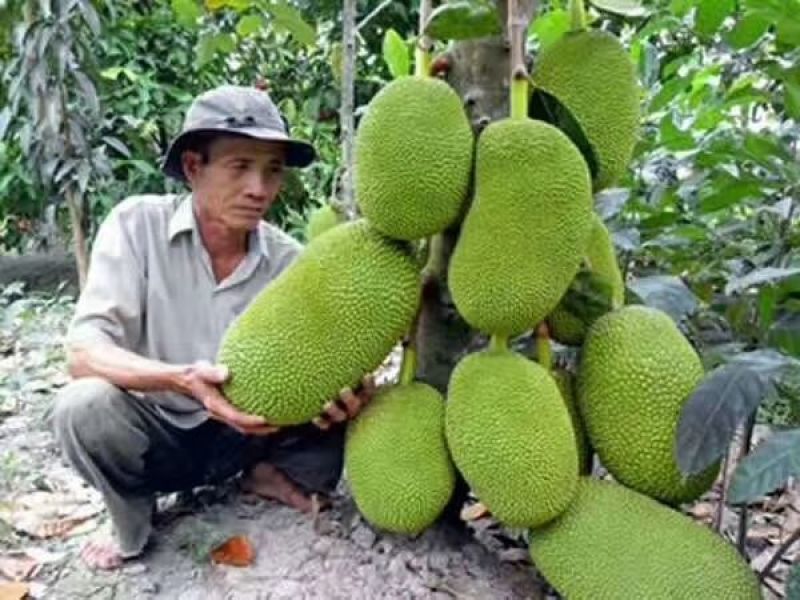 1号菠萝蜜苗稿接树