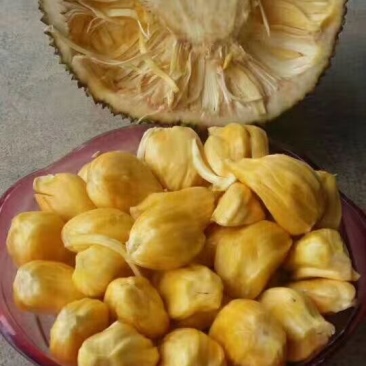 1号菠萝蜜苗稿接树