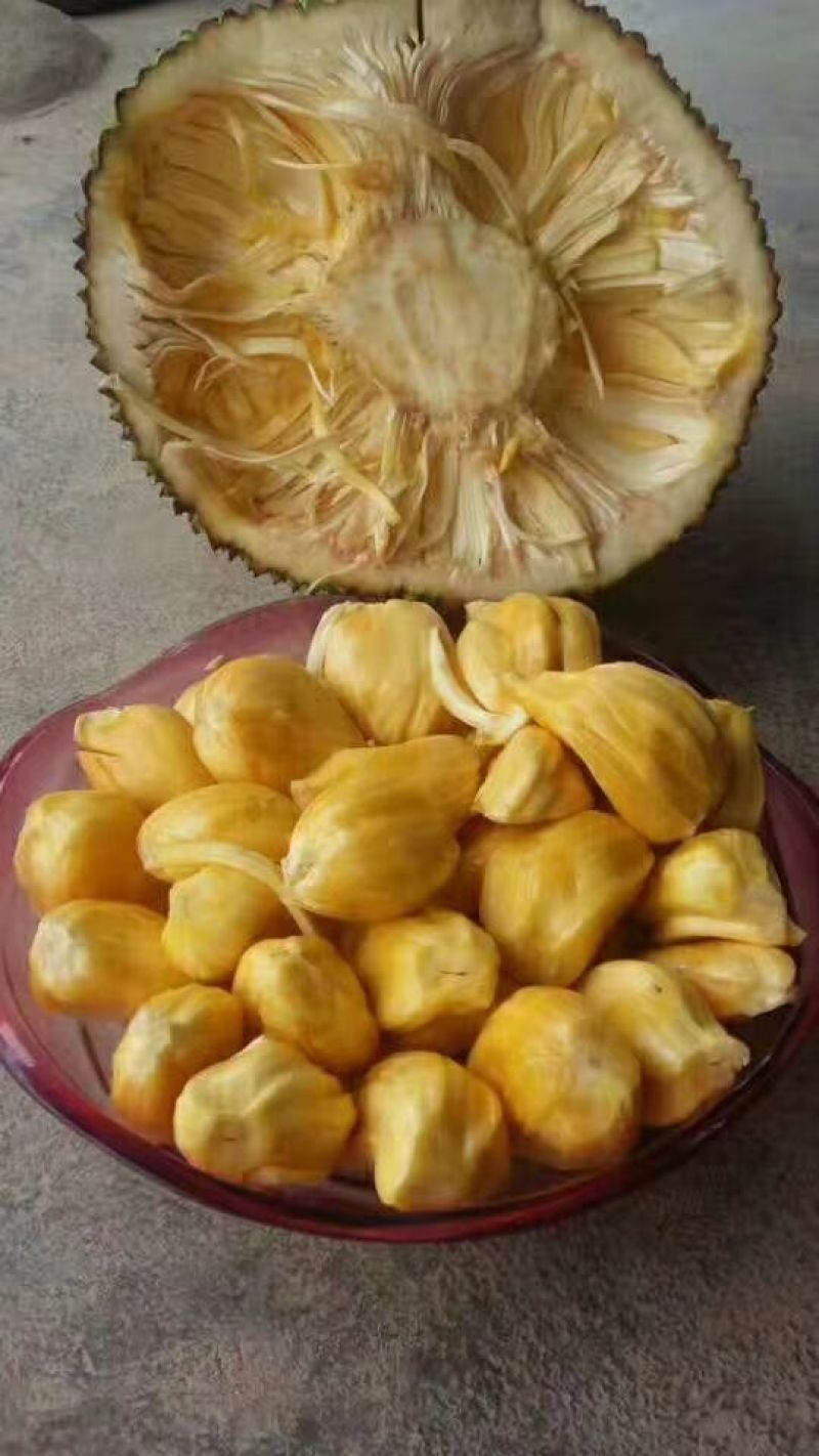1号菠萝蜜苗稿接树