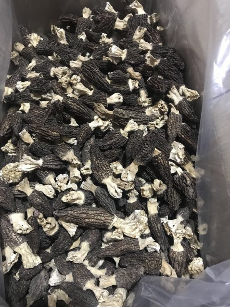 羊肚菌特级