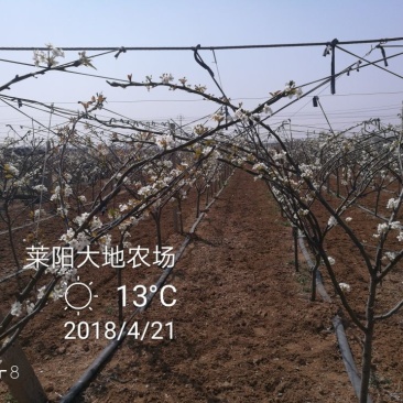 秋月梨450~500g纸箱