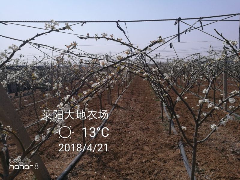 秋月梨450~500g纸箱