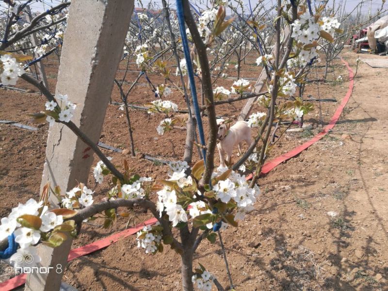 秋月梨450~500g纸箱