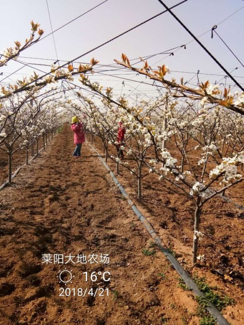 秋月梨450~500g纸箱