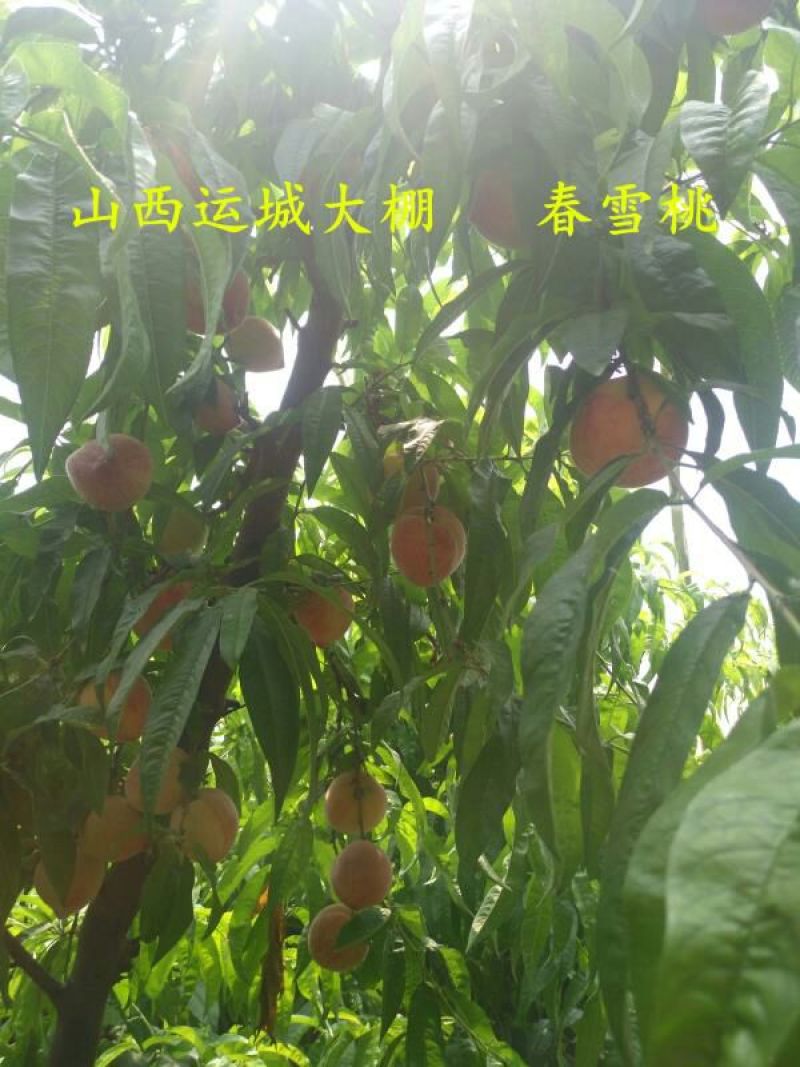 春蜜桃春雪桃