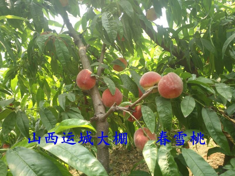 春蜜桃春雪桃