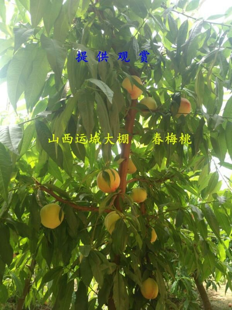 春蜜桃春雪桃