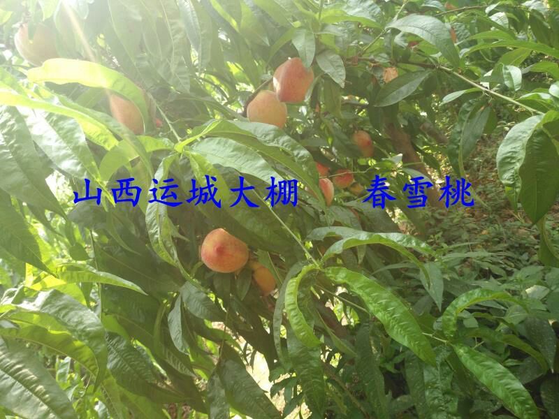 春蜜桃春雪桃