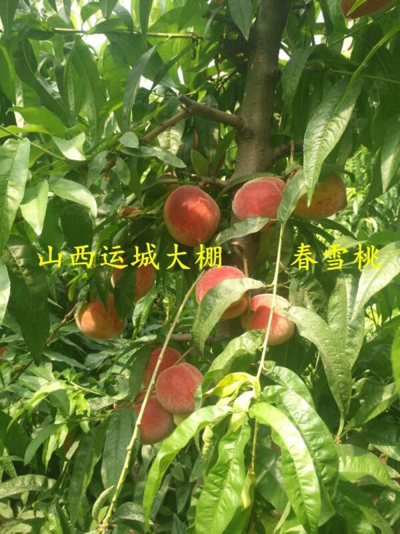 春蜜桃春雪桃