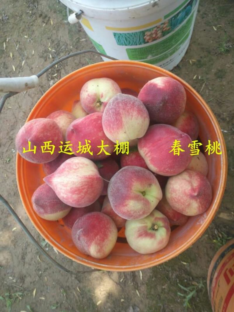 春蜜桃春雪桃