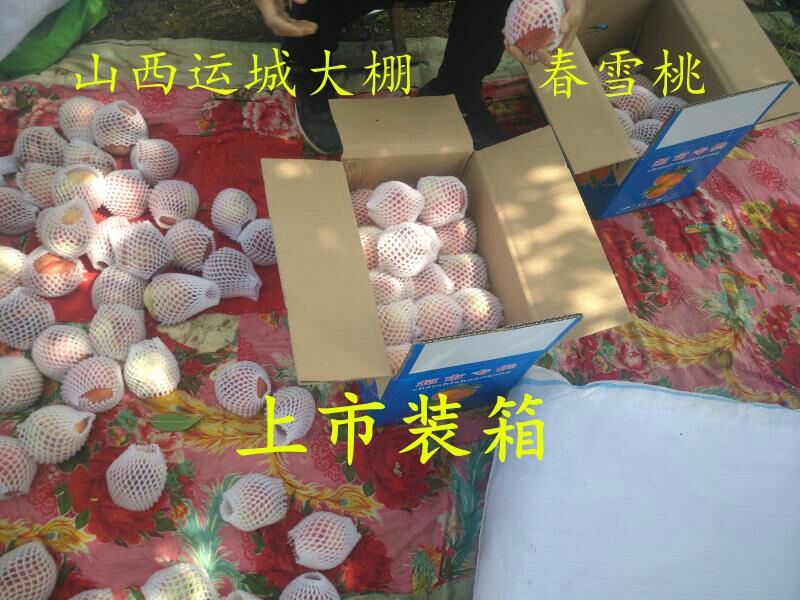 春蜜桃春雪桃