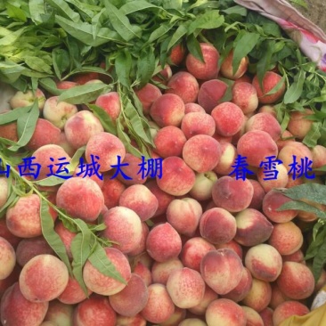 春蜜桃春雪桃