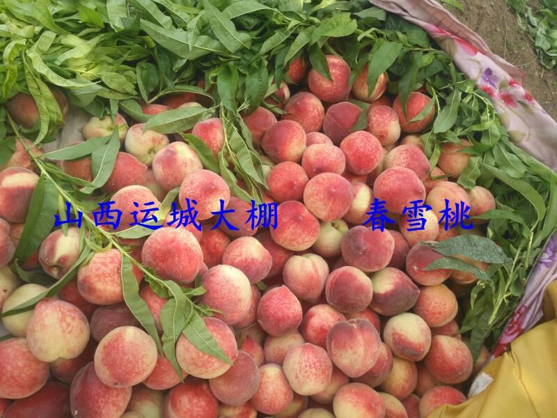 春蜜桃春雪桃