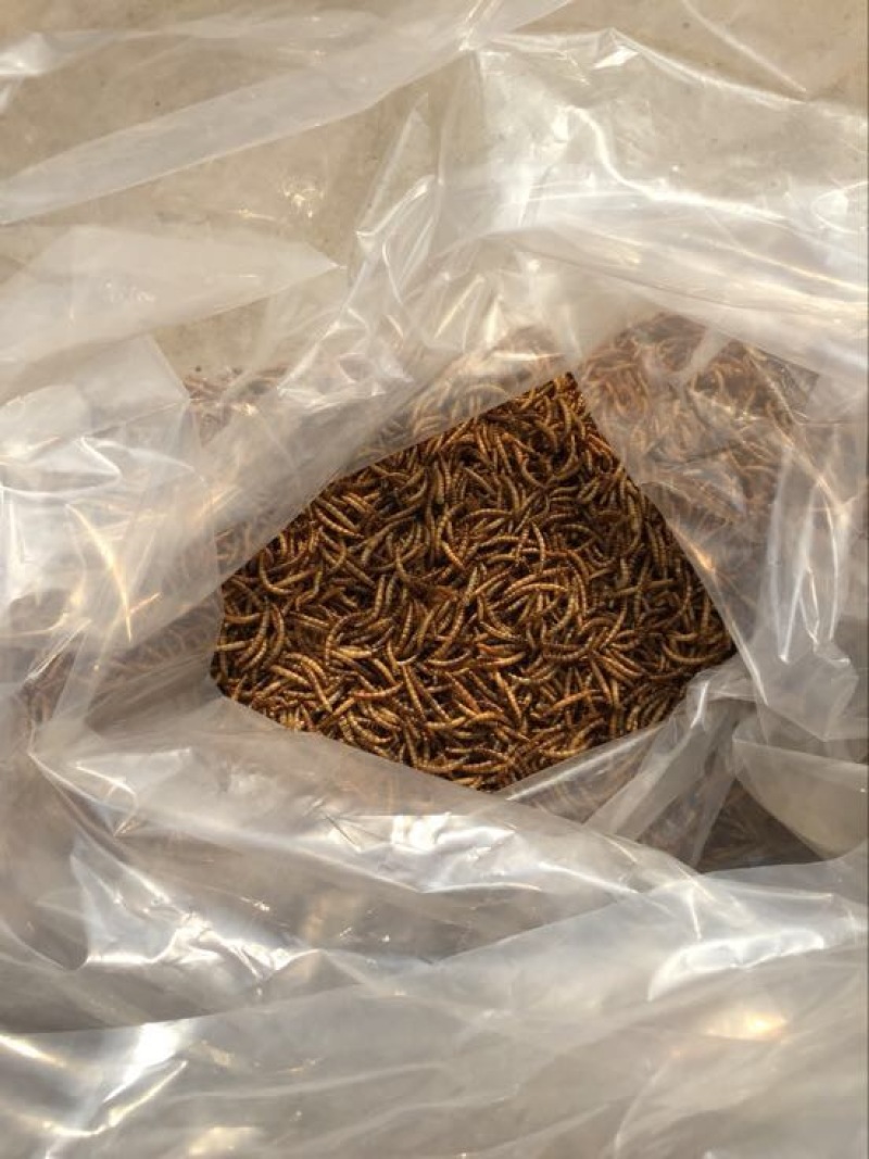 黄粉虫药用