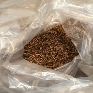 黄粉虫食用