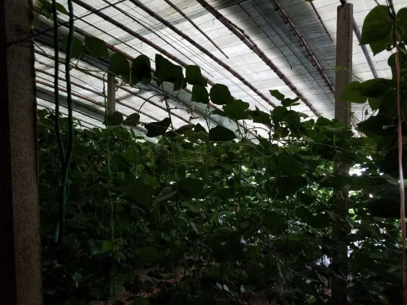 厂家低价直供新型防雨雪透光棉被保温效果好延长光照时