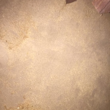 黄粉虫虫粪