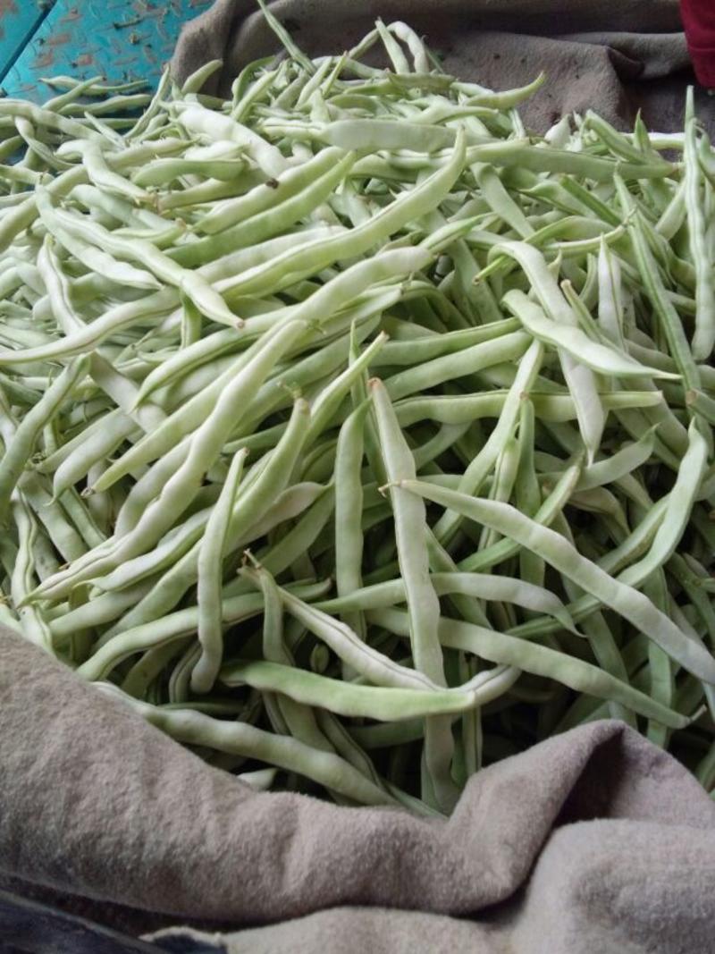 芸豆20cm以上，俗称白不老，各个品种都有