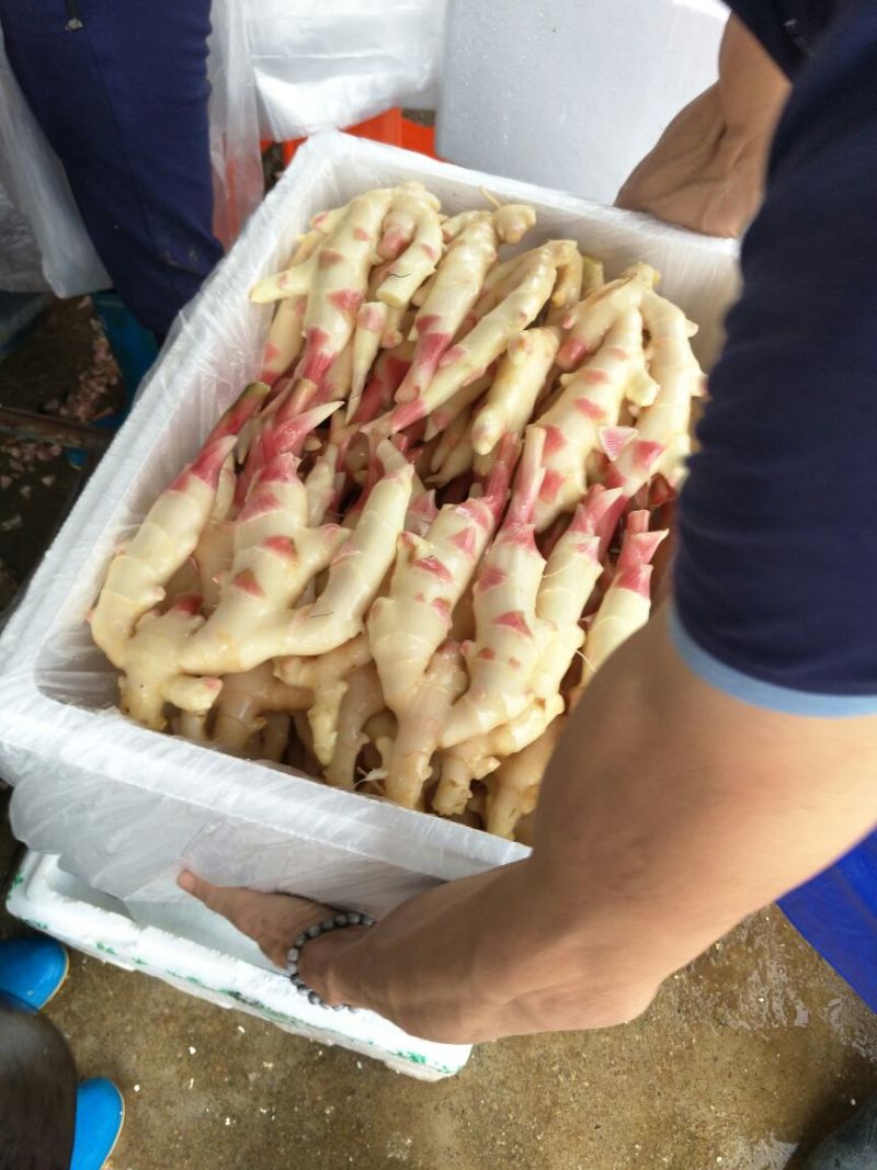 白玉香瓜0.5斤以上