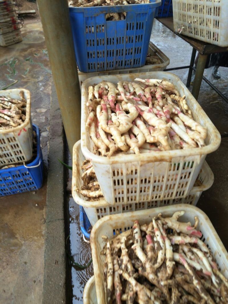 白玉香瓜0.5斤以上