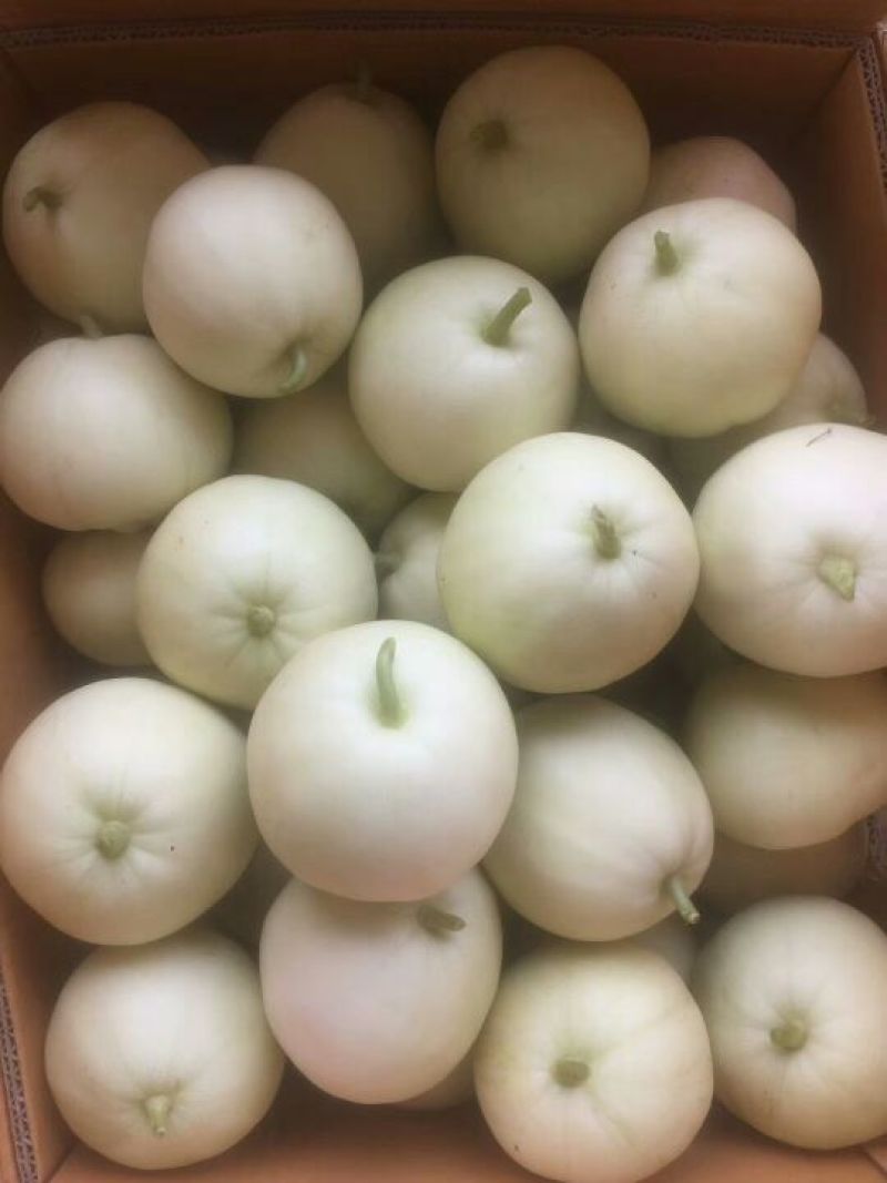 白玉香瓜0.5斤以上