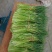 蒜薹红帽精品40~50cm