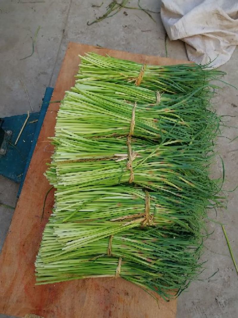 蒜薹红帽精品40~50cm
