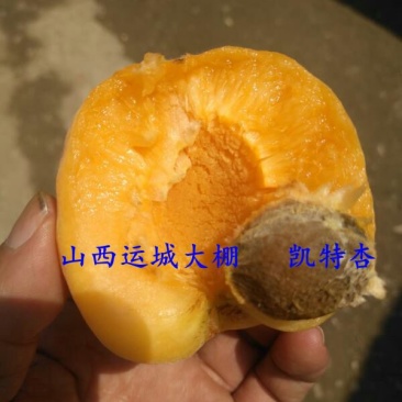 凯特杏50mm以上